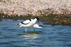 pied avocet