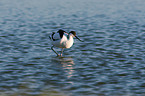 pied avocet