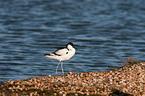 pied avocet