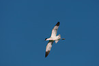 pied avocet