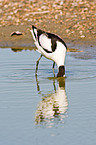 pied avocet