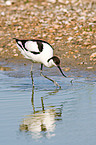 pied avocet