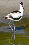 pied avocet