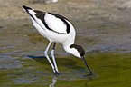 pied avocet