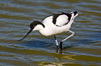 pied avocet