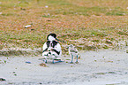 pied avocets