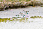 young pied avocets