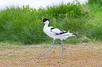 pied avocet