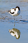 pied avocet