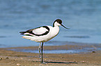 pied avocet