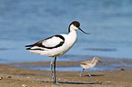 pied avocets