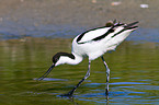 pied avocet