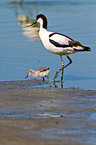 pied avocets