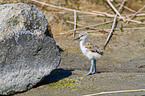 young pied avocet