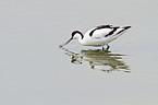 pied avocet