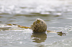 pied avocet eggshell