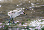 pied avocet