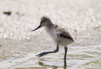 pied avocet