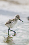 pied avocet