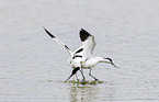 pied avocet