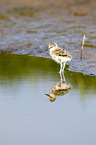 pied avocet