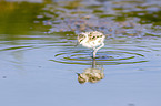 pied avocet