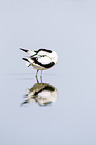 pied avocet