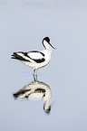 pied avocet