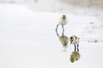 pied avocet