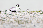 pied avocet