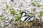 pied avocet