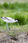 pied avocet