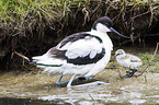 pied avocet