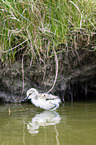 pied avocet