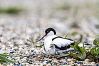 pied avocet