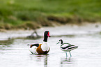 pied avocet