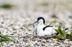 pied avocet