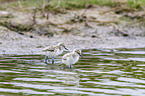 pied avocet