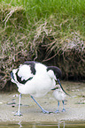 pied avocet