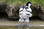 pied avocet