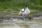 pied avocet