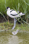 pied avocet