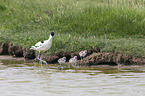 pied avocet