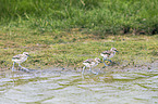 pied avocet