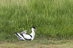 pied avocet