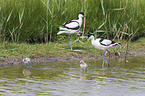 pied avocet