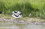 pied avocet