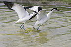 pied avocet