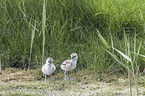 pied avocet