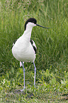 pied avocet